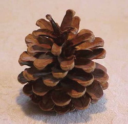 Red (Hard) Pine Cone